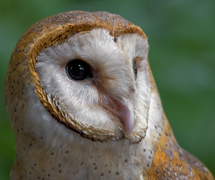 Barn Owl