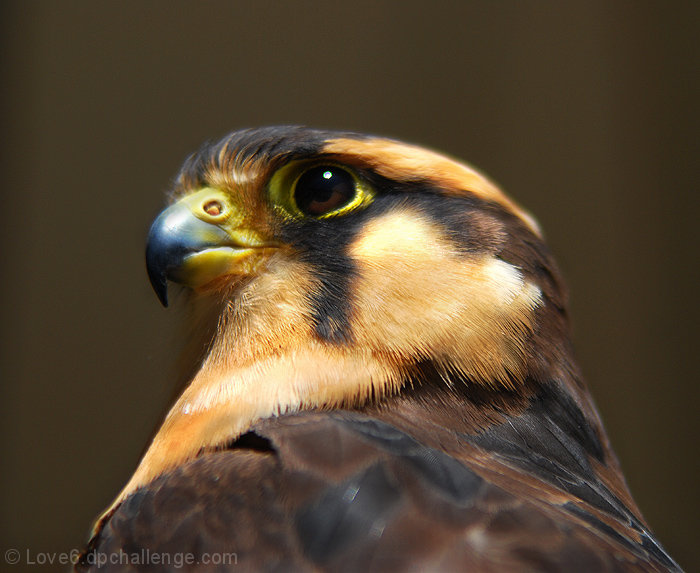 The Falcon 