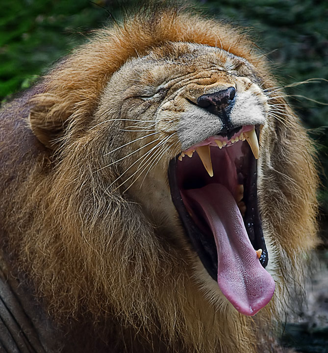 I am sleepy ...