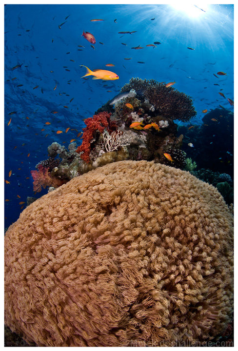  Blue of the Red sea