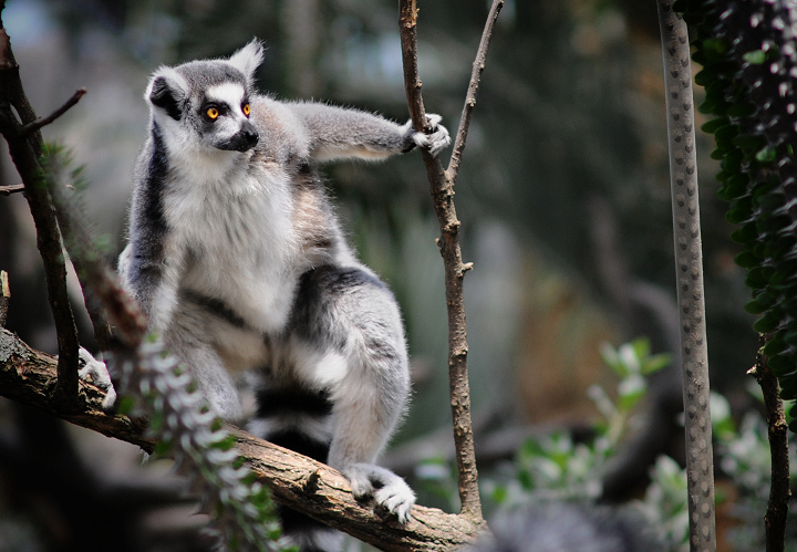 Madagascar