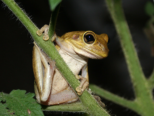 Our Garden Intruder