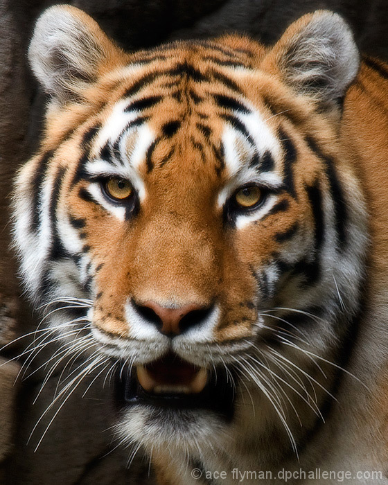 Tigger