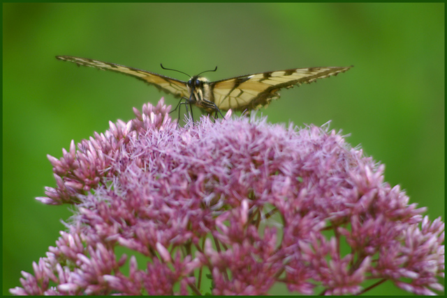 Swallowtail on Joe-Pye weed flower