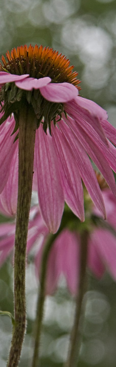 Cone Flowers