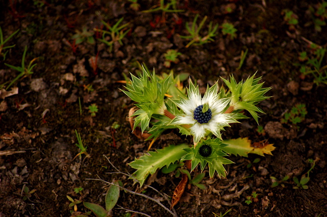 La Flor