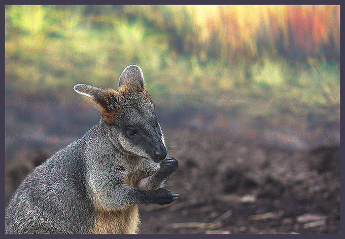 Nibbling Kangaroo