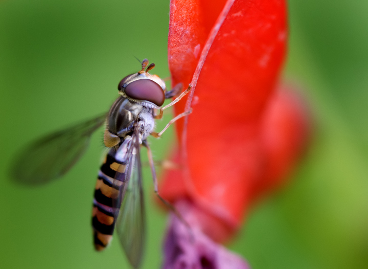 Bugs Life