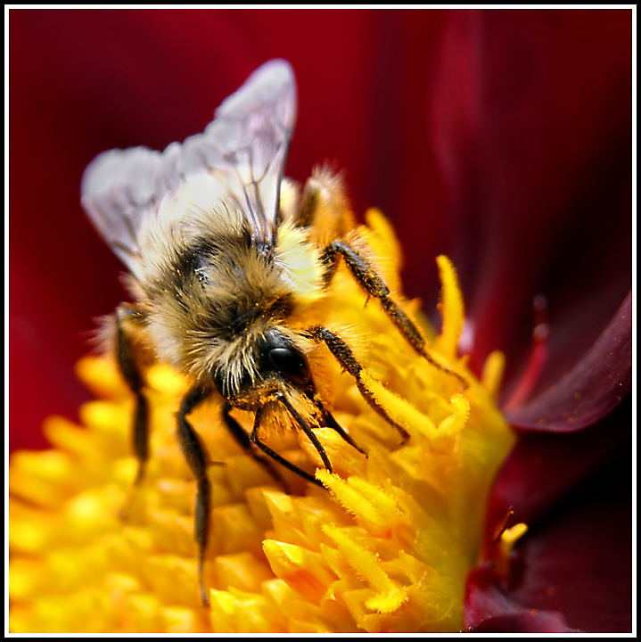 Pollination