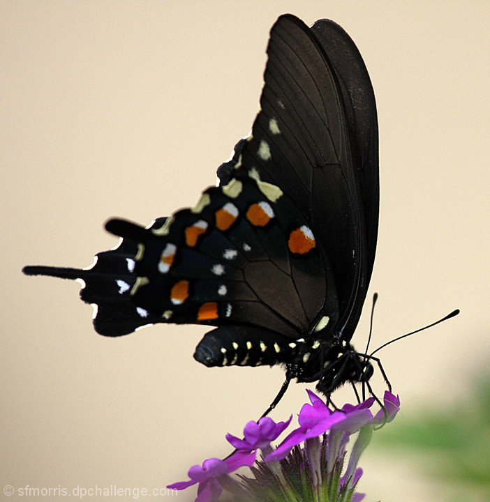 Spicebush Swallowtail