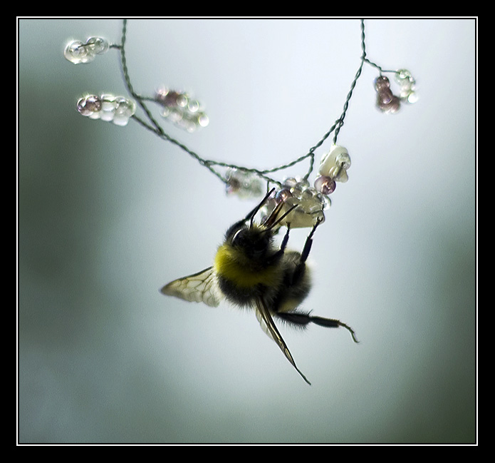 Bombus  Apidae "Bumble Bee"