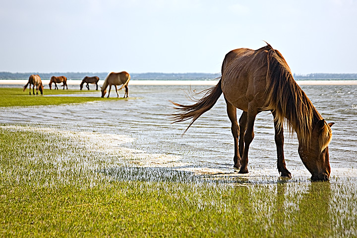 Wild Horses Grazing on Shackleford Banks