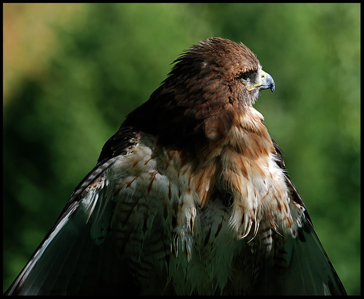 Red-Tailed Hawk