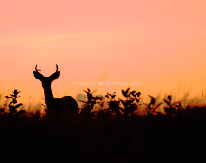 Evenings Camouflage 