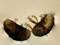  Seed Shrimp & Rotifers - I'm a Biologist