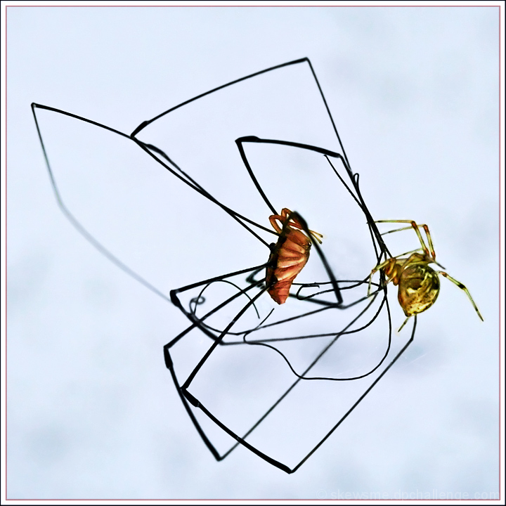 Tango Instructor