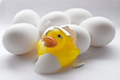 A Ducky Is Born