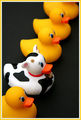 Duck, Duck, Moo
