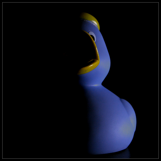 Duck in the Dark