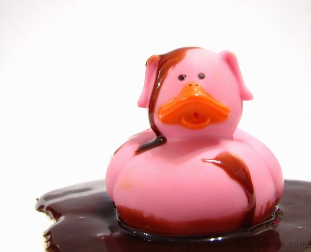 Pig hot sale rubber duck