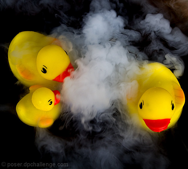 duckies in the mist