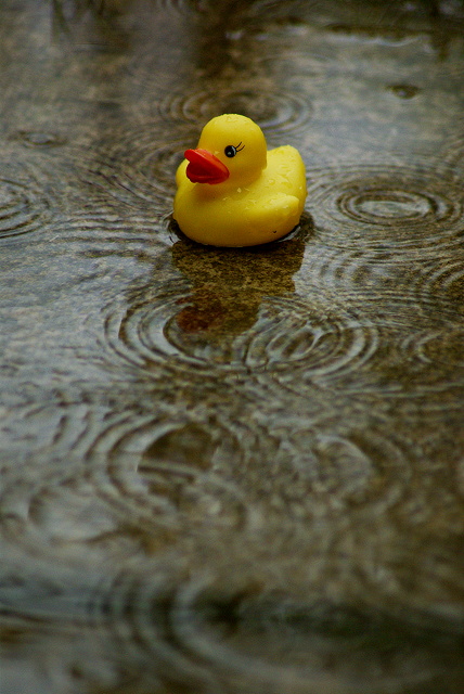 Nice weather for ducks