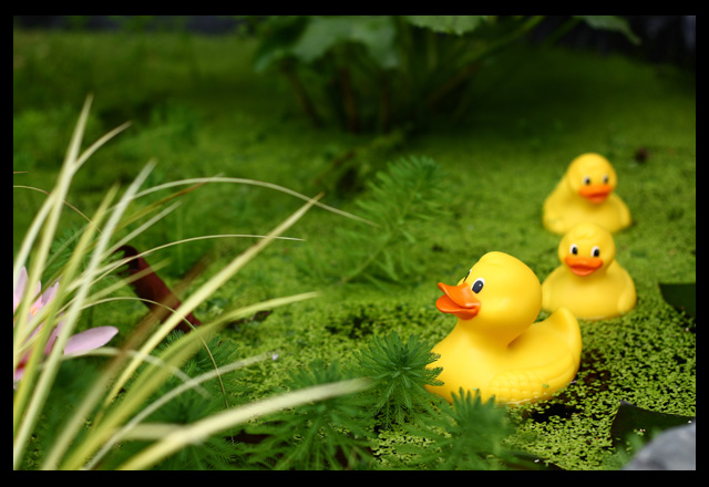 Three Little Ducks