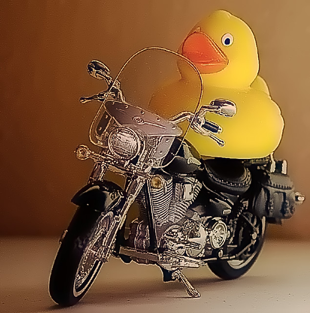 Born to be wild !