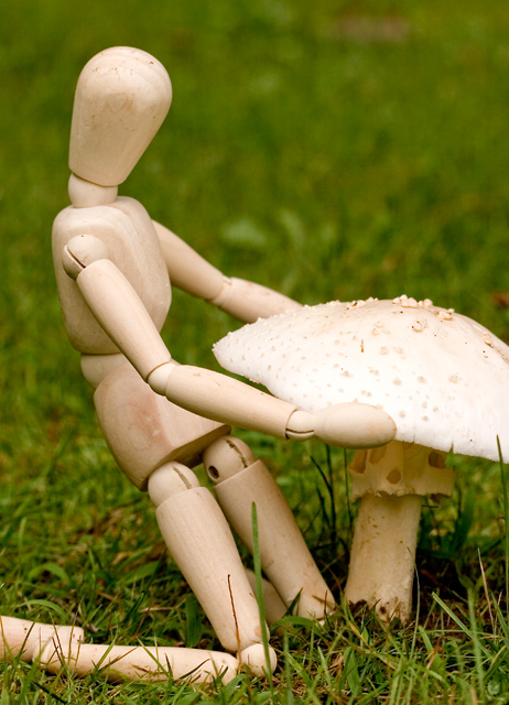 picking mushrooms