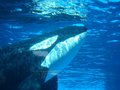 Shamu