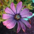 Purple Flower