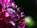 Purple Blossom