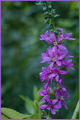Purple Flowers