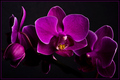 Orquidea de Phalaenopsis
