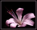 Naked Lady (Amaryllis belladonna)