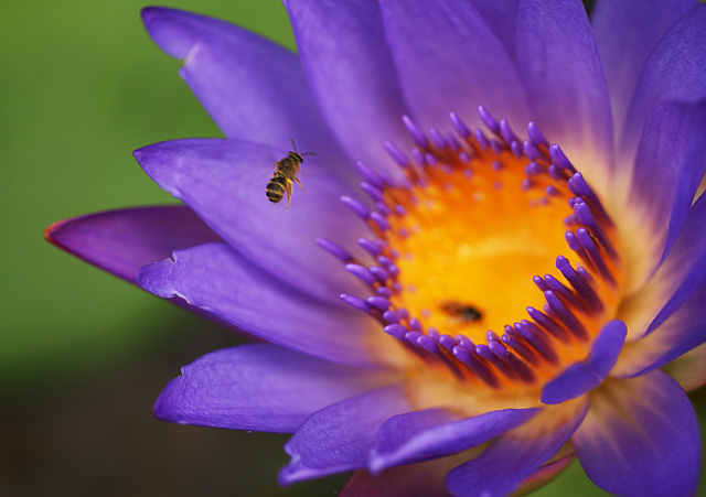 Lotus and Bee