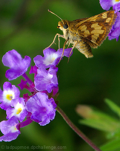 Skipper on a purple flower