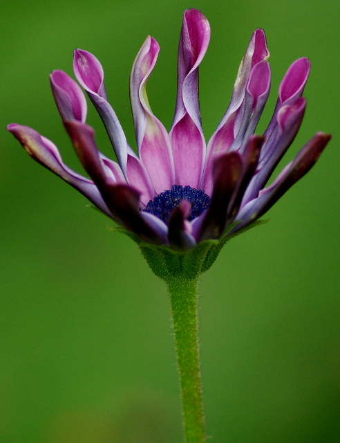 Unfurling