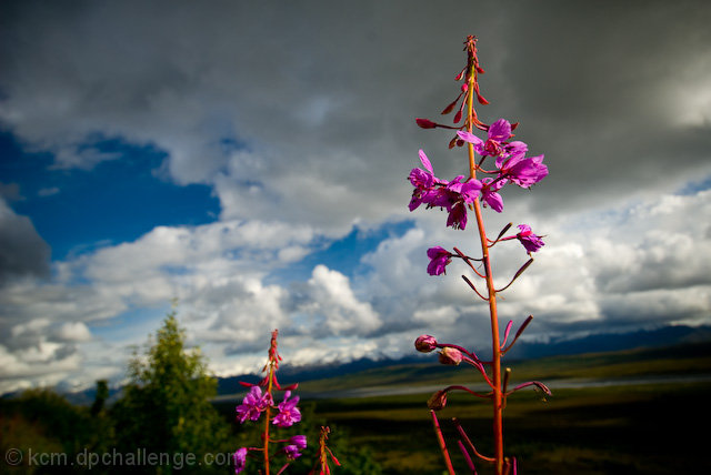 Wildflower