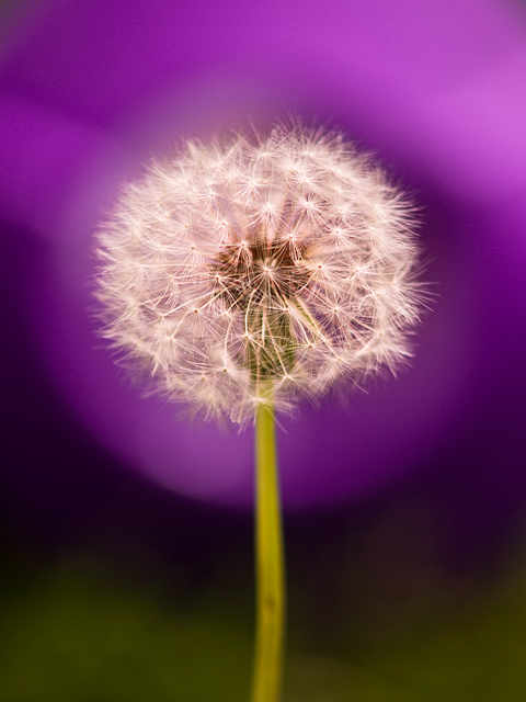 Dandelion Crowned