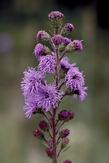 rough blazing star