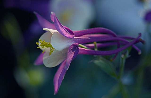 Columbine