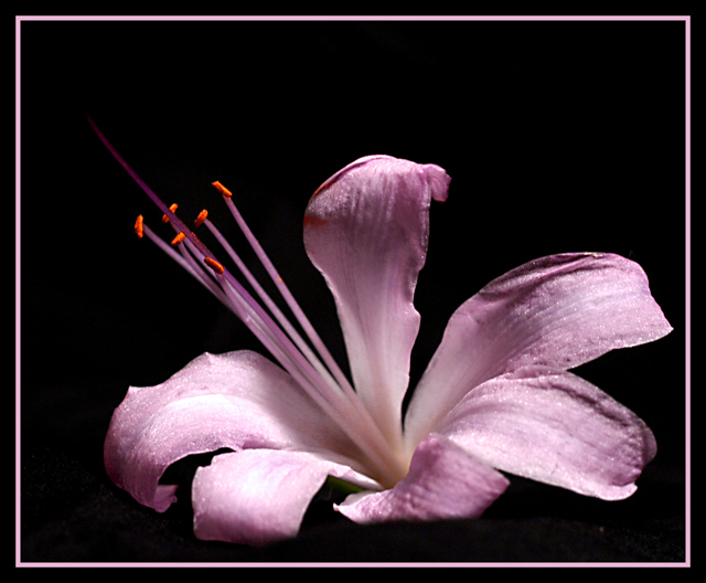 Naked Lady (Amaryllis belladonna)