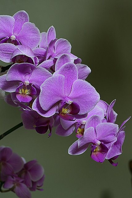 Bountiful Orchid