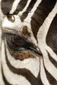 ThePaintedHorse: EquusGrevy