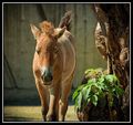 Young Przewalski's Wild Horse