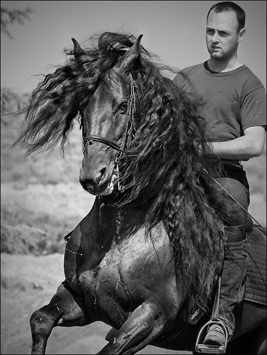 Le Cheval Noir