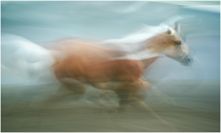 ~ Seahorse ~