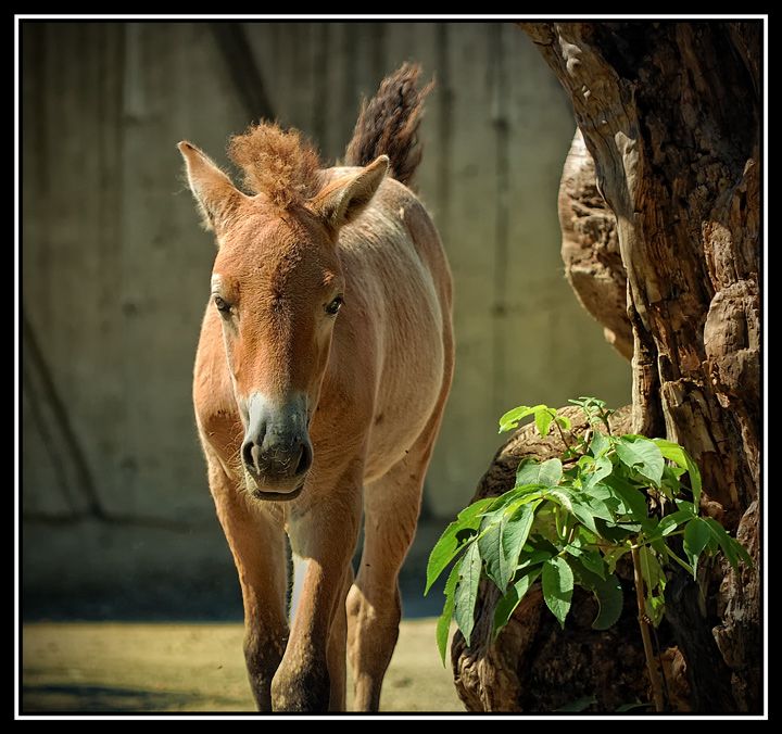 Young Przewalski's Wild Horse