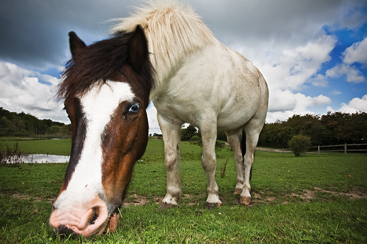 Horsey